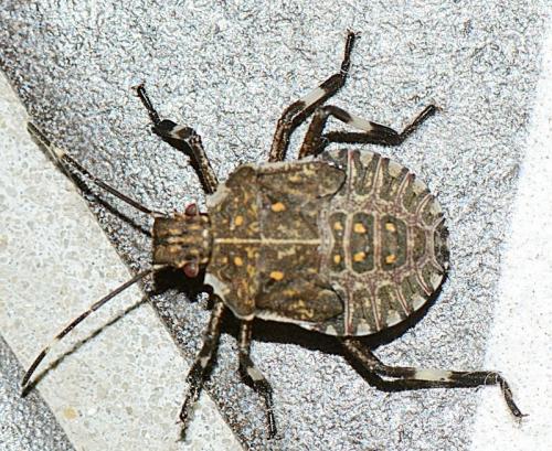 Réf. 327 286 : Halyomorpha halys